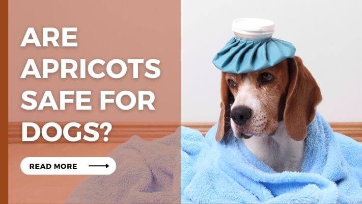 Are Apricots Safe For Dogs