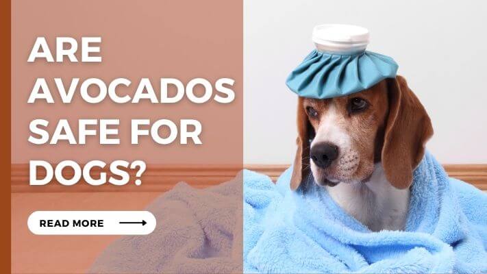 Are Avocados Safe For Dogs