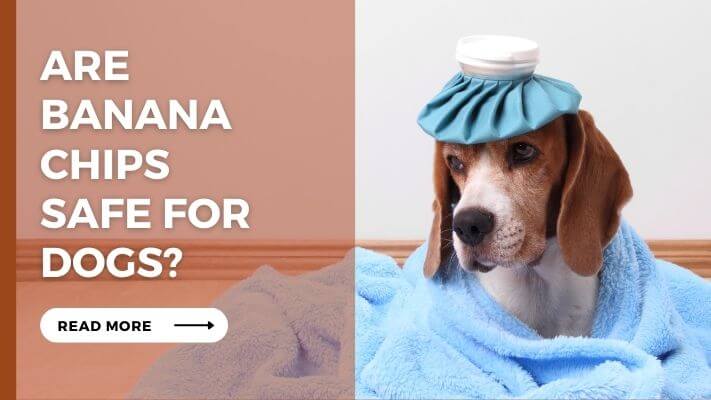 Are Banana Chips Safe For Dogs