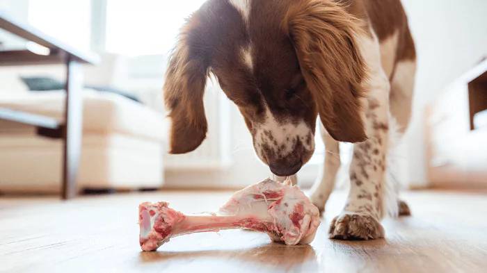 Are Beef Bones Good for Dogs