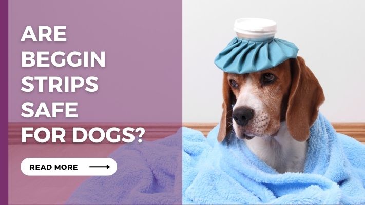 Are Beggin Strips Safe for Dogs