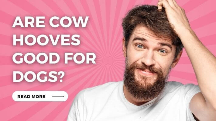 Are Cow Hooves Good for Dogs