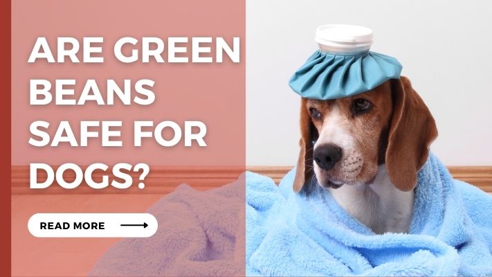 Are Green Beans Safe for Dogs