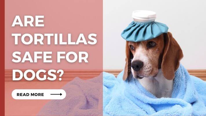 Are Tortillas Safe For Dogs