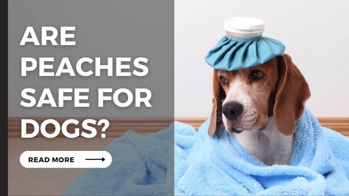 Are peaches Safe for Dogs