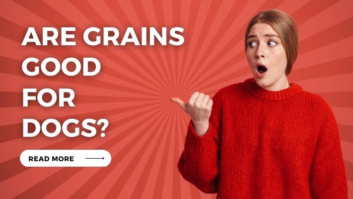 Are Grains Good for Dogs