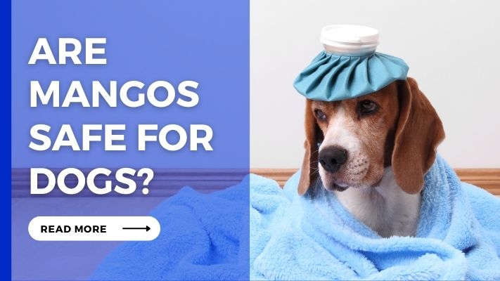 Are Mangos Safe for Dogs