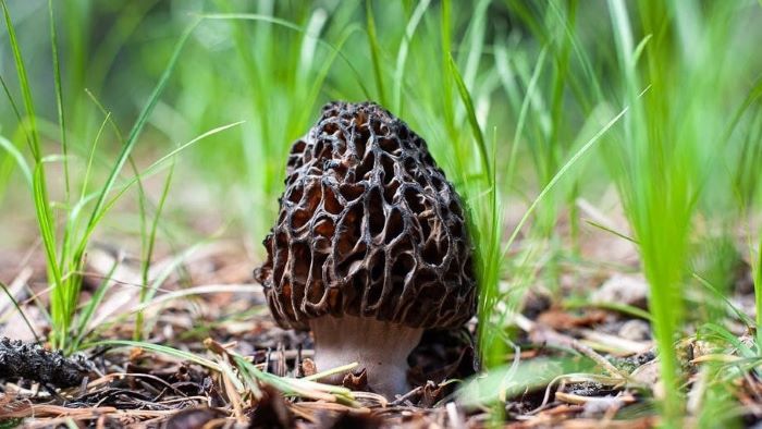 Can Dogs Consume Morel Mushrooms