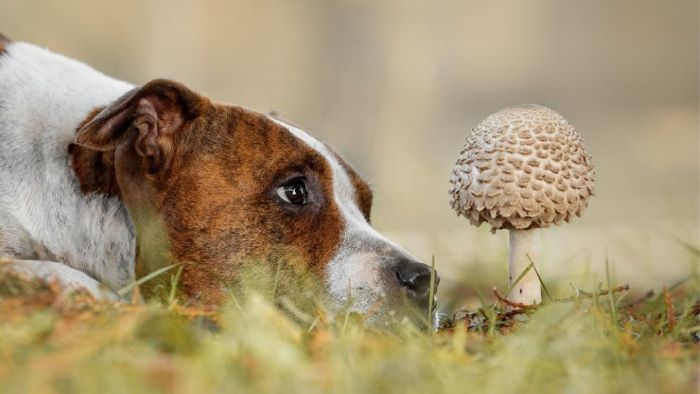 Can Dogs Consume Morel Mushrooms