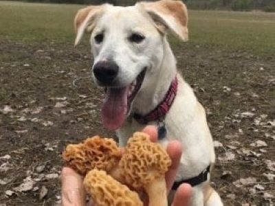 dog eating mushrooms