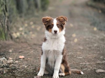 a dog in the woods