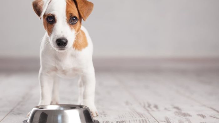 Can Dogs Eat Banana Pudding