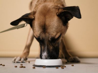 a dog eating tasty banana pudding