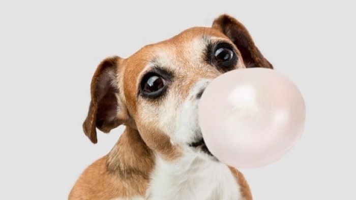 Can Dogs Eat Bubblegum