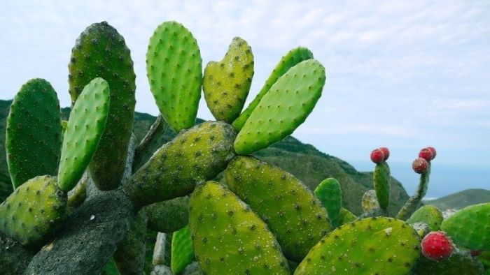 Can Dogs Eat Cactus