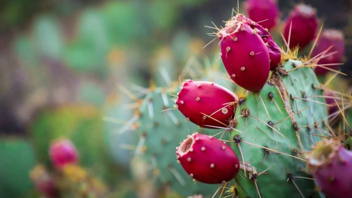 Can Dogs Eat Cactus