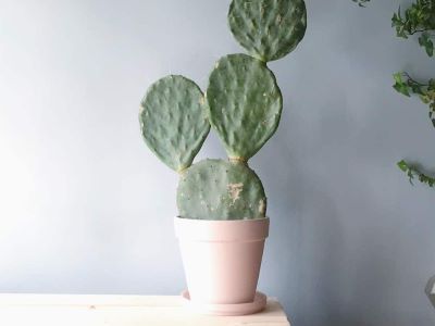 prickly pear cactus in home