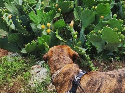 dog looking at prickly pear cactus 