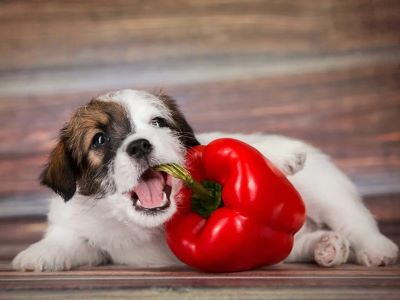 dog eating a pepper