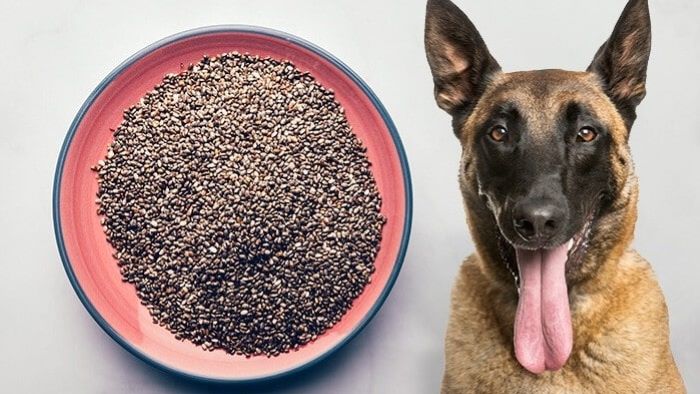 Can Dogs Eat Chia Seeds