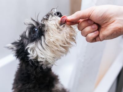 a dog eating chia seeds