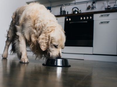 a dog eating Chia Seeds