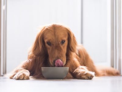 dog eating from the bowl 