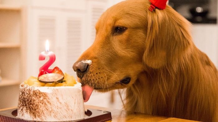 Can Dogs Eat Coffee Cake