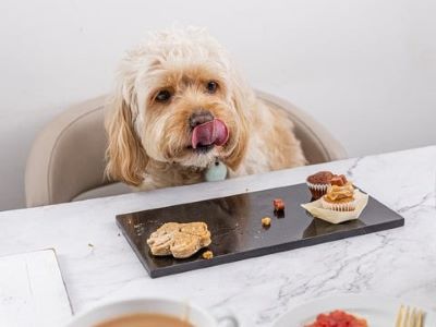 dog sitting at the table and eating