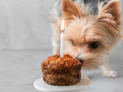 dog eating a birthday cake