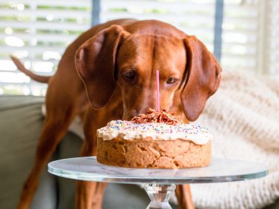 dog eating a birthday cake