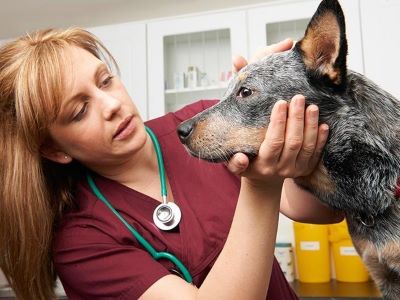 a vet checking dog after eating Cotija Cheese