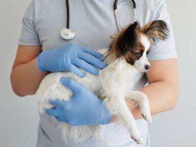 a vet checking the dog