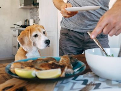 a dog sitting a food table