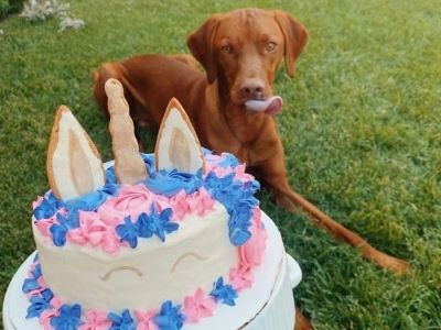 dog waiting to eat a cake