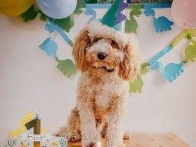 dog waiting to eat a cake