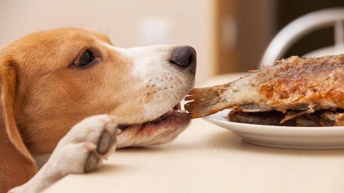 Can Dogs Eat Fried Fish