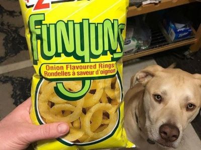 a dog looking at Funyuns