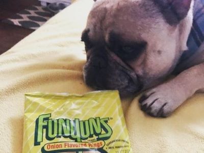 a dog looking at Funyuns