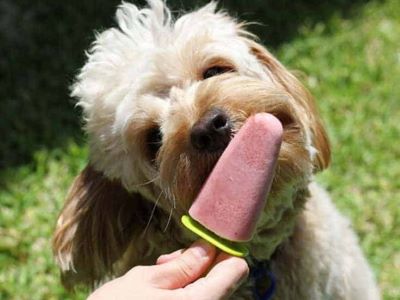 dog licking a popsicle