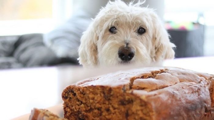 Can Dogs Eat Keto Bread