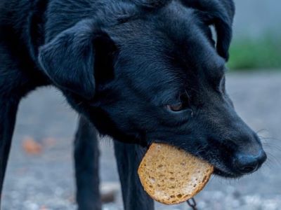 dog eating the bread