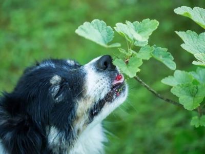 a dog eating leaves