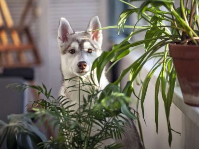 a dog eating leaves