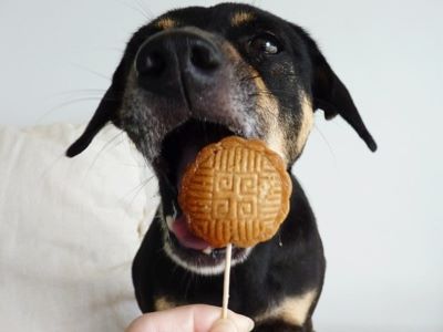 dog eating a mooncake
