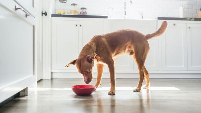 Can Dogs Eat Mussels