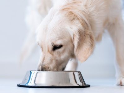 a dog eating Mussels