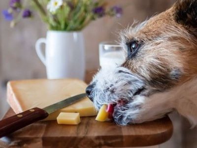 a dog trying to eat  Pecorino Romano Cheese