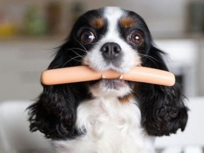 dog eating a roll