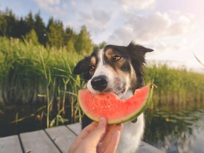 dog eating watermelon